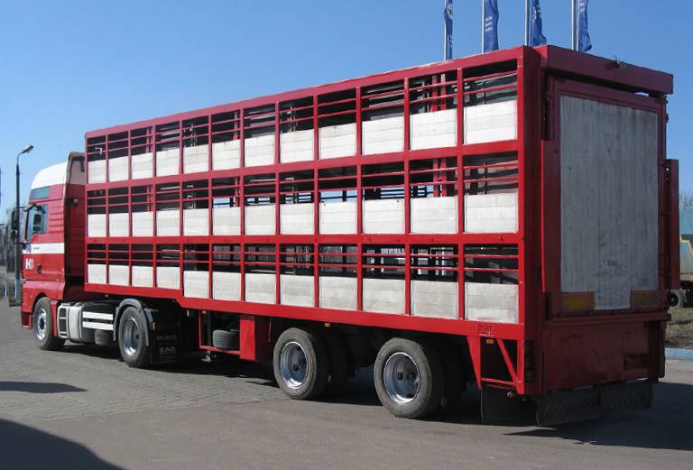 Заказать скотовоз для крупного рогатого скота из Великого Новгорода в Дербента